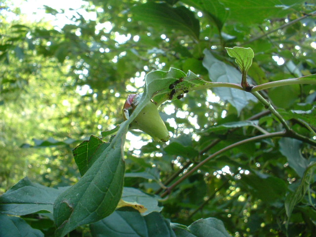 Galla: Craneiobia corni